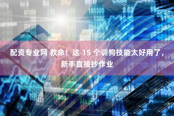 配资专业网 救命！这 15 个训狗技能太好用了，新手直接抄作业