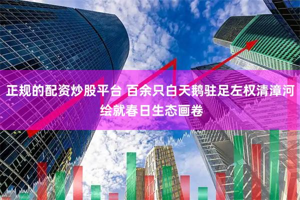 正规的配资炒股平台 百余只白天鹅驻足左权清漳河 绘就春日生态画卷